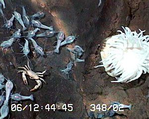 Shrimp, crabs and anemones are among the organisms we see living on the sides of hydrothermal chimneys on the Central Indian Ridge at about 2430 meters depth.  