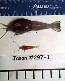 A juvenile shrimp (bottom) is small next to its husky adult counterpart. These are Rimicaris, the species of white shrimp that swarm the black smoker chimneys, feeding on the bacteria that live there. 