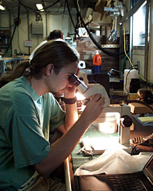 Graduate student Robbie Young observes hydrothermal vent organisms under a microscope.  