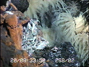 A diffuse vent at the base of one of the newly discovered chimneys. Shrimp and anemones bask in the 