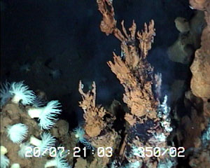 One of the many picturesque chimneys of the Edmond hydrothermal field. Its finger-like spires form from minerals deposited when hydrothermal fluid mixes with seawater. The depth of this vent is 3280 meters.  