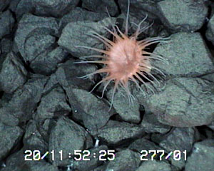 A pink anemone on volcanic fragments a few hundred meters away from the Edmond vent field. The anemone is different from the white ones growing near the hydrothermal vents.  