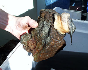 An anemone clings to a rock we collected at the Edmond vent site. 