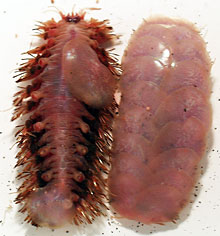 Polynoid worms are common at vents sites and can either live by themselves or with mussels. We captured these free-living scale worms from the Edmond vent site using a slurp sampler.  