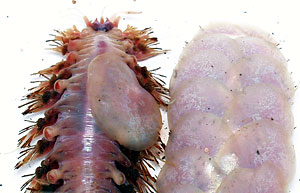 The scale worm on the left has lost all but one of its scales due to stress. The worm on the right has all its scales.  