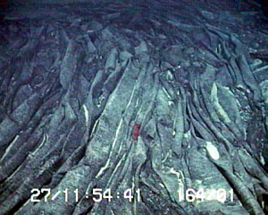 Curtain-folded lava on the summit of Knorr Seamount at a depth of 2280 meters. Fast-moving lava creates this type of surface texture and indicates that the lava erupted at a rapid rate. The red animal in the middle of the photo is the red shrimp seen in the movie today.  