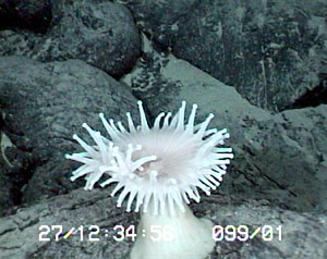 This anemone was one of the only animals that we observed at Knorr Seamount this evening. Its nearest neighbors were benthic fish and an unusual species of shrimp.  