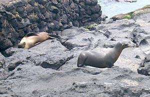 This shows sea lions sun bathing on Genovesa Island. We began our sonar surveying northeast of Genovesa this evening. This picture was provided by Karen Harpp, and was taken on one of her a previous mapping expeditions to the island.  