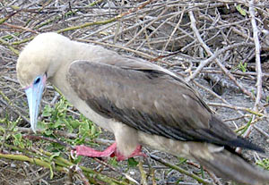 We've started to see many more Red-Footed Boobies as we approach Genovesa Island. This is because the island has the largest population of these birds in the Galapagos.  