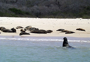  Sea lions swimming and sun bathing on Santa F&eacute; beach.  