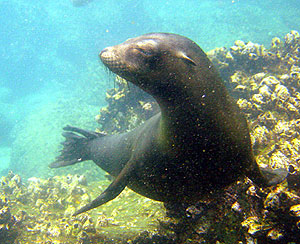 A Gal&aacute;pagos sea lion pays us a visit.  