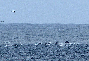 A feeding frenzy occurred off of our bow this morning. The water looked like it was boiling from all the porpoises and birds diving after small fish that were congregated near the surface. 
