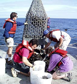  The scientists gather around to sort the rocks as the dredge is emptied. 