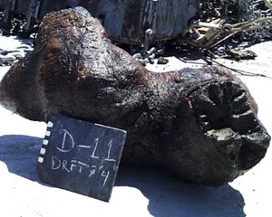  A pillow basalt dredged from the northwest rift of Fernandina volcano today from about 3000 meters depth. The sample is about 2 feet from end to end. 