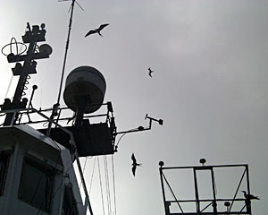  This afternoon, Revelle's mast was surrounded by scores of frigates and a hitch-hiking red-footed booby (lower right). 