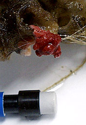  The first rock dredge of the day was filled with biological samples. This is a red zoanthid, a member of the anemone family. It forms colonies on rocks, sponges and corals. This red zoanthid is made up of four tiny anemones all attached together. The pencil eraser is for scale.  