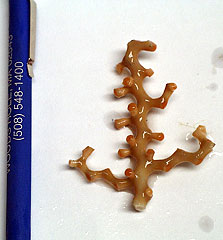  This is the deep sea coral, Madrepora occulata, which came up in the rock dredge from 800 meters depth. This coral forms large reefs in the deep oceans, but unlike shallow corals doesn’t need sunlight to live. Pencil is for scale.  