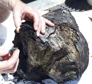  We photograph representative lava samples from each dredge. Pictured here is the pillow lava from dredge 36. You can see the thick glassy crust falling off the surface. 