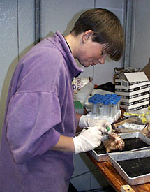  Rhian Waller prepares one of the Phelliactis robusta anemones for preservation. 
