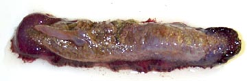  A red holothurian, or sea cucumber, is one of the organisms that lives on the seafloor and often comes up in the dredge along with the rocks. Its head is on the left. 