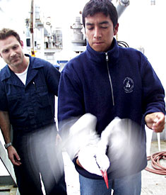 This juvenile tropic bird flew into the bridge window last night. Tropic birds don’t have any night vision, this young bird probably strayed too far away from it’s home and couldn’t return before dark. Luckily it was unhurt. Francisco Cruz and Sean Mix released the bird early this morning. 