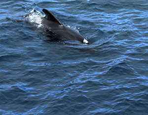  A pilot whale plays in the waves around Revelle. 
