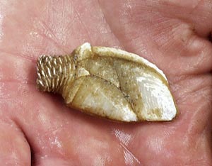  This goose barnacle was recovered in dredge 72 this morning. They grow on long stalks attached to rocks. The broken stalk is on the left. 