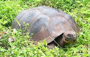  Some of the scientists and crew went on an excursion around the Galápagos National Park on Santa Cruz Island. Here we came across a wild giant Galápagos tortoise. 
