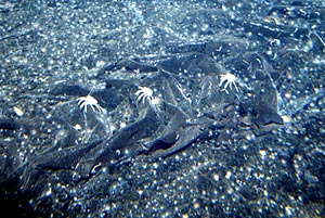  Three galatheid crabs march across the peaks of the drapes of a sheet flow. 