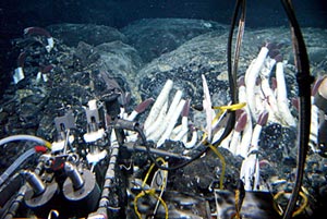 On today&rsquo;s dive, Alvin sampled a clump of tubeworms after collecting data on the chemistry and temperature of the water in which they were living.
