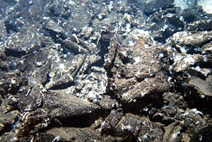  Serpulids showing their &ldquo;feather dusters,&rdquo; with which they filter seawater to collect their food.