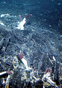 Tubeworms and mussels (yellow) grow in cracks in the ropy sheet flow at the Rosebud vent field.