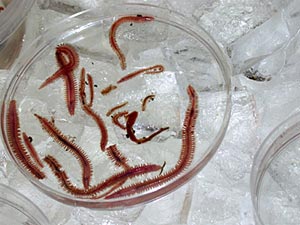  This petri dish is reserved for nereid worms. They live among the bigger vent animals, and they are unusual because they are predators. They crawl around the nooks and crannies of vents to catch crustaceans and other small invertebrates. 