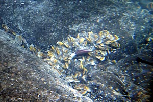  A lone tubeworm pokes out of a clump of mussels found at the new &ldquo;Rosebud&rdquo; vent site yesterday.