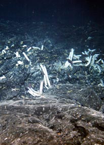  Two types of crabs (Brachyuran and Galatheid) scurry among tubeworms in the &ldquo;Rosebud&rdquo; vent site. Can you tell which is which? The top one is a Brachyuran. It looks like a crab on the beach. The Galatheid looks more like a lobster. 