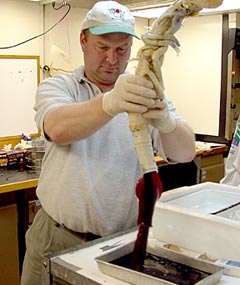  Co-Chief Scientist Tim Shank extracts the worm out of a tubeworm sampled yesterday from the Rosebud vent site.