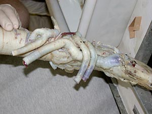  Very young tubeworms are attached to a larger, older tubeworm. 