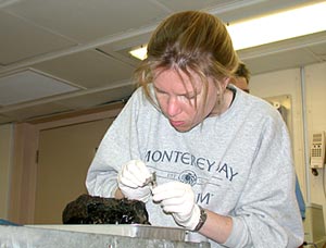  Naomi Ward of The Institute for Genomic Research (TIGR) uses a razor blade to scrape the surface of a fresh lava sample brought up by Alvin today. She is searching for samples of bacteria living on the rock.