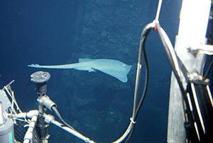  While Alvin was at the seafloor (depth of 1700 m) today, this inquisitive large ray decided to investigate the submersible. 