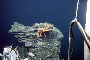 The crew of the Alvin saw this brisingid sea star climbing on top of a pillar of lava in the Galap&aacute;gos Rift today. These sea stars are unusual in that they have 10 arms. 