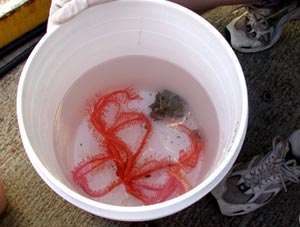  The brisingid sea star was collected and brought on board R/V Atlantis today. It will be used for genetic studies.