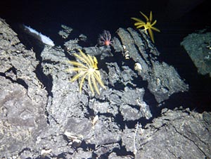 Alvin’s camera captured this multi-colored seafloor community today. The white animal on the left is a sea cucumber. The yellows ones are crinoids, a relative of sea stars. The pink critter may be a relative of corals and anemones called a sea pen, because it resembles a quill pen. 