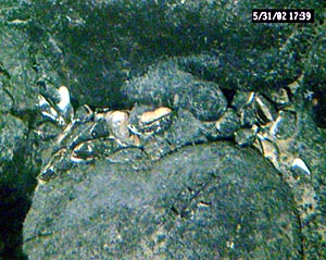  Our hopes rose when observers aboard Alvin saw this pocket of mussel shells. But these were dead, and there were no signs of active venting.