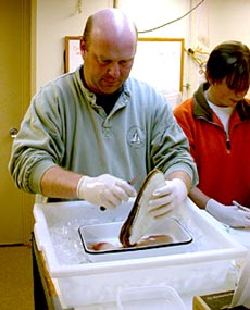  Tim Shank and Rhian Waller dissect the clams to preserve them for later analysis in Tim’s lab in Woods Hole. 