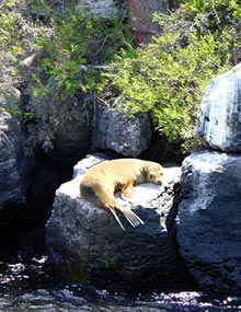 And ... farewell from the sea lions, too!<br />