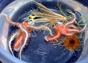 Third Assistant Engineer Richard Boyd watches from the deck during a maintenance check on the "A-frame." 