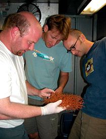 Scientists Tim Shank, Alex Gagnon, and Dave Shuster marvel over a live Gorgonian coral, Aecanella, in the biology freezer. The freezer preserves specimens in their current state until they can be analyzed further. 