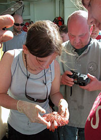 Biologists Rhian Waller and Tim Shank check out a sea urchin just up from the seafloor. They can look for a while, but the biologists need to move their samples rather quickly into an appropriate holding tank to preserve them for further investigation. 