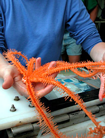 A sea star, known as Brisingid. Their long arms stretch upward from the sea floor to act as filter-feeders. 
