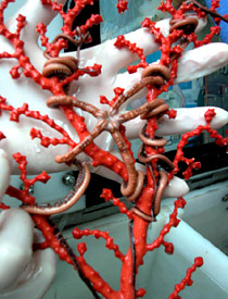 Another photograph, this one closer up than slide 3, of Paragorgia with intertwined basket stars. 